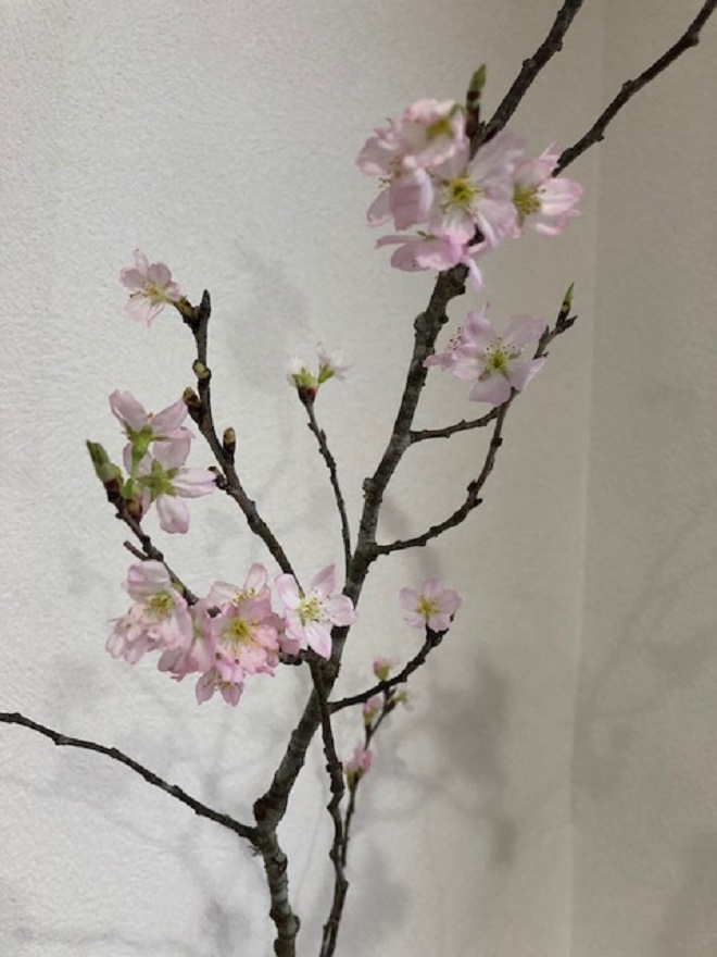 桜　18.3.5　.jpg